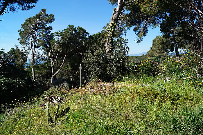 Grundstück mit Meerblick in Cala Canyelles