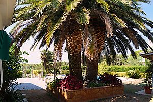 Villa Tres Palmeras